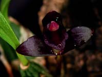 Max. schunkeana
